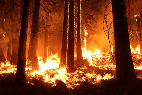 Forest Fire image